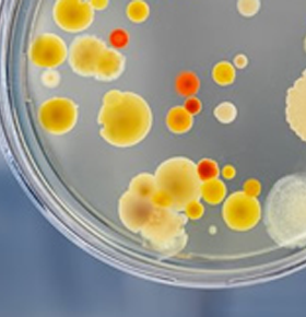 https://polylab-tunisie.com/wp-content/uploads/2022/11/Microbiologie3.png